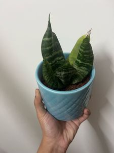 2live Snake Plants In Ceramic Pot