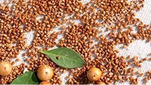 Heena Plant Seeds 50gm