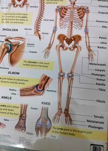 The Skeletal System Charts