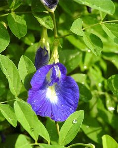 30 Seeds Butterfly Pea, aprajita Flower