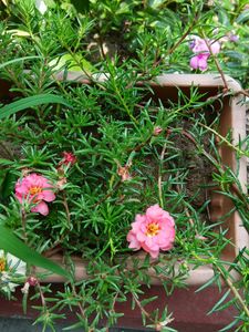 Double Petals Portulaca