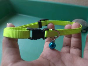 Cats OR Puppies Litter Combo With FREEBIES