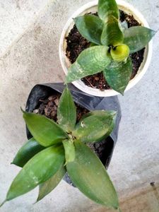 Sansevierias Combo