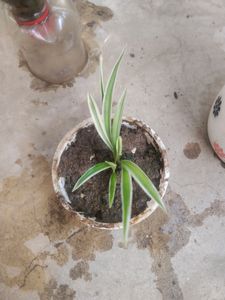 Combo Of 3 Plant Well Rooted