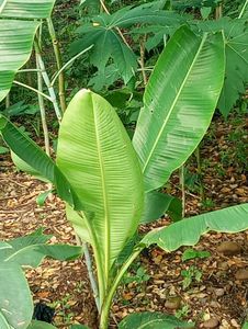 ORNAMENTAL BANANA MUSAE PLANT.