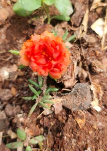 Table Rose 10 Colour