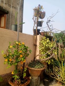 Susan Vine Plant&#39;s Available