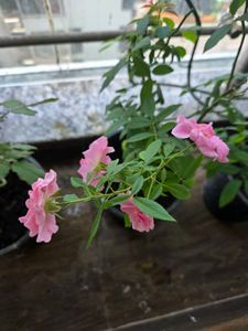 Climbing Rose Plant – Janila Jui 🌹