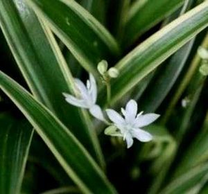 Set 4 Pandanus Veitchii&amp; Never.&amp;Purple Heart &amp;ming