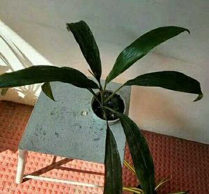 3 Set Beautiful Plants