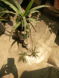 Long Spider Plant With Two Beautiful Baby