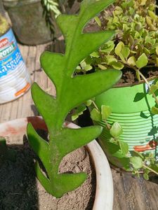 mixed hanging plants
