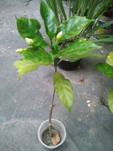 Double Petal Togor Plant With Flowers