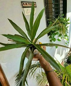 3 Set Beautiful Plants