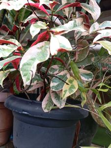 Variegated Plant