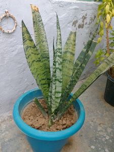 Plants