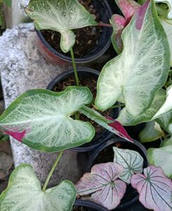 Caladium Shycool Plant