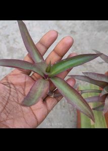 Raheo,Ajwain Purple Heart Wid Free Portulaca