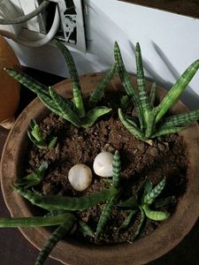 Mini Cilinder Sanke Plant