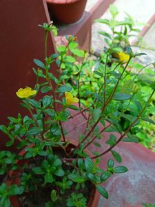 Double Petals Portulaca