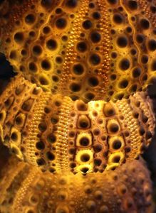 RARE - Beautiful Original Shells