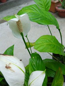 Five Peace Lily With Flowers
