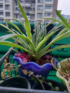 Spider Plant With Roots- 2 Qty