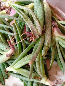 Aloevera Plant