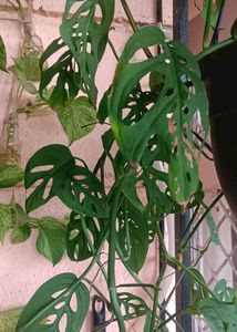 3 Broken Heart Or Cheese Plant 6-7 Inches  Plants