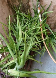 Single Alovera Plant