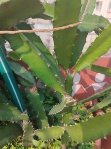 Red Dragon Fruit Plant cuttings