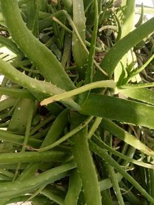 4 Plants Combo Aloe Vera