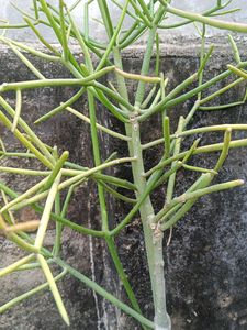 Home Medicine Plant