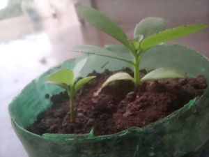 Kalanchoe Pinnata Plant
