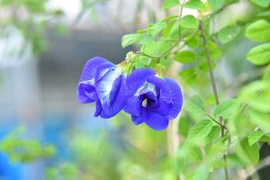 Blue Double Pattle Plant