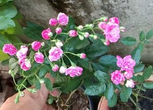 Miniature Rose Plant Cuttings