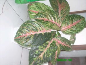 Acer Digital Camera