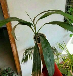 3 Set Beautiful Plants