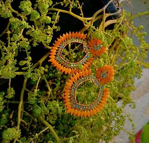 Ethnic Earrings