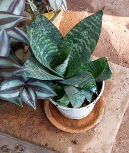 Combo Indoor Oxygen Plants