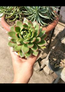 Succulent #2