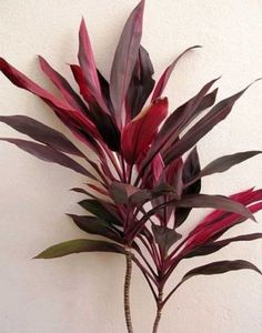 Cordyline Plant in Pot