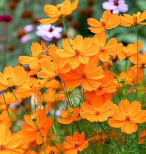 Cosmos Seeds Mix (Yellow + Orange)