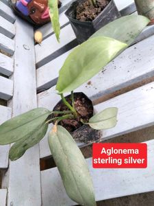 plants combo offer