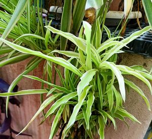 Combo Of 5 Plants