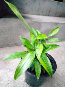 Air Purifying Mix Plants