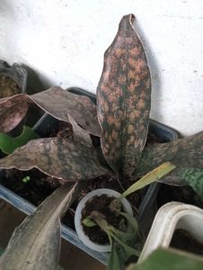Unique Snake Plant With Free Gift