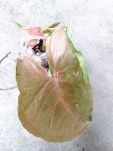Assorted Beautiful Plants Combo