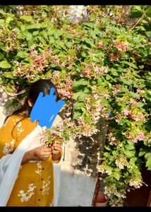 Elegant Yellow Kurta