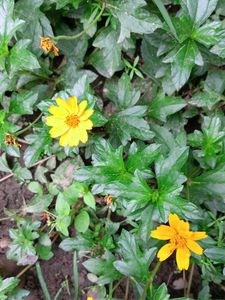 flowering plants combo